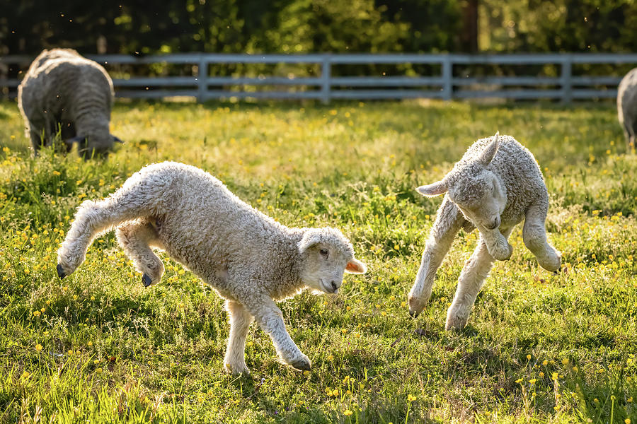 Springing Lambs Photograph by Lara Morrison