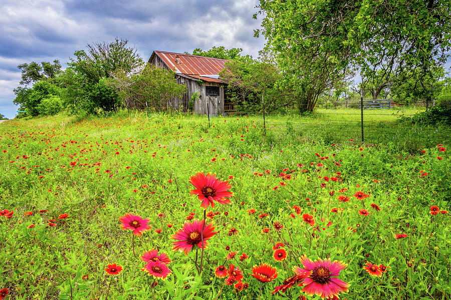 Springs Beauty at the Barn Photograph by Lynn Bauer
