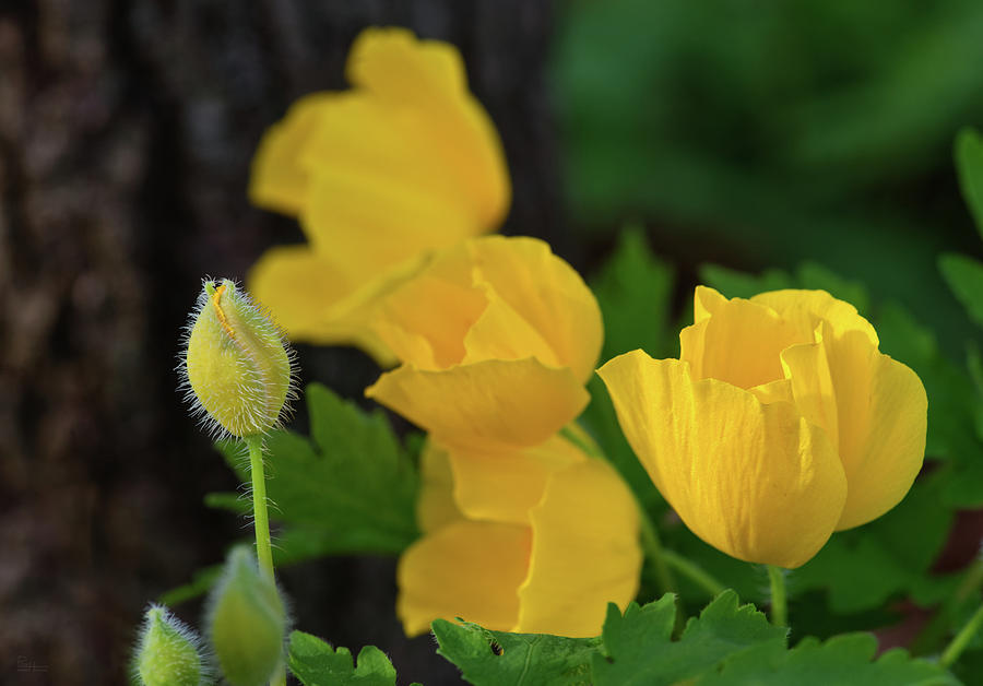 Springs First Blush #3 - Marsh Marigold - buttercup - Ranunculaceae Photograph by Peter Herman