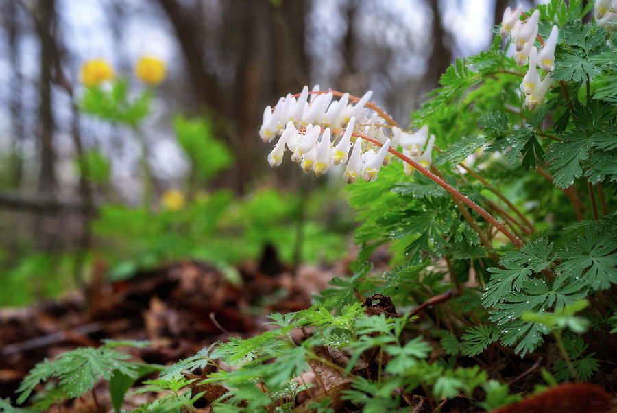 Springs First Blush - Dutchmans Breeches and yellow buttercups on WI forest floor Photograph by Peter Herman