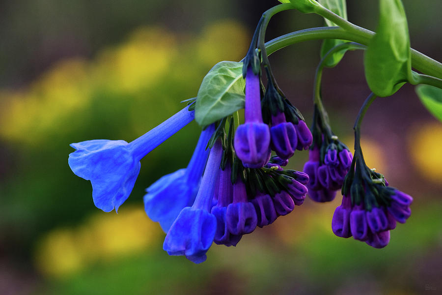 Springs First Blush  - native Virginia Bluebells in WI forested area Photograph by Peter Herman