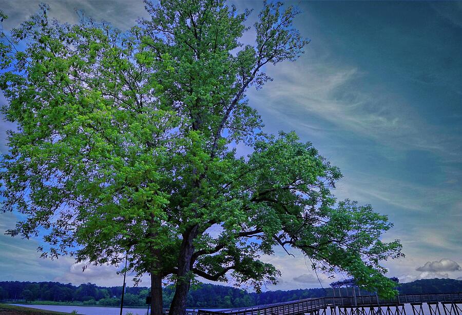 Nature Photograph - Springtime Arrives at Lake Acworth Georgia by Dennis Baswell