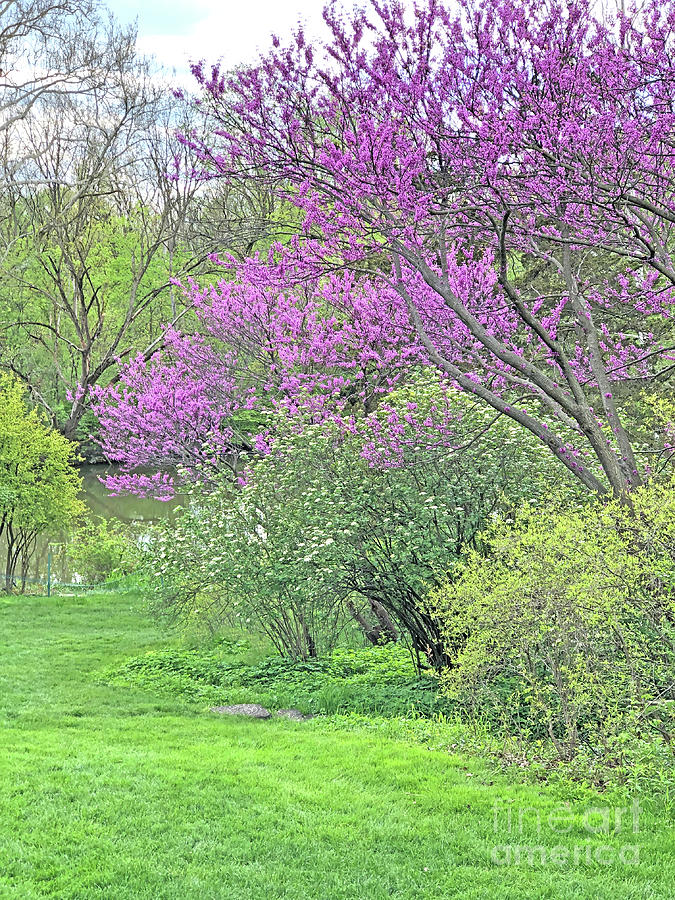 Springtime at Henry Ford Estate Photograph by Ann Horn