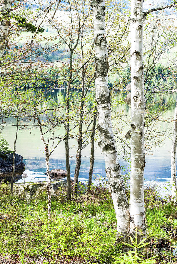 Springtime at the Lake Photograph by Marie Fortin