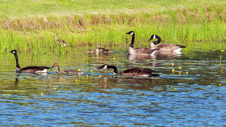 Springtime At The Pond  Photograph by Cathy Kovarik