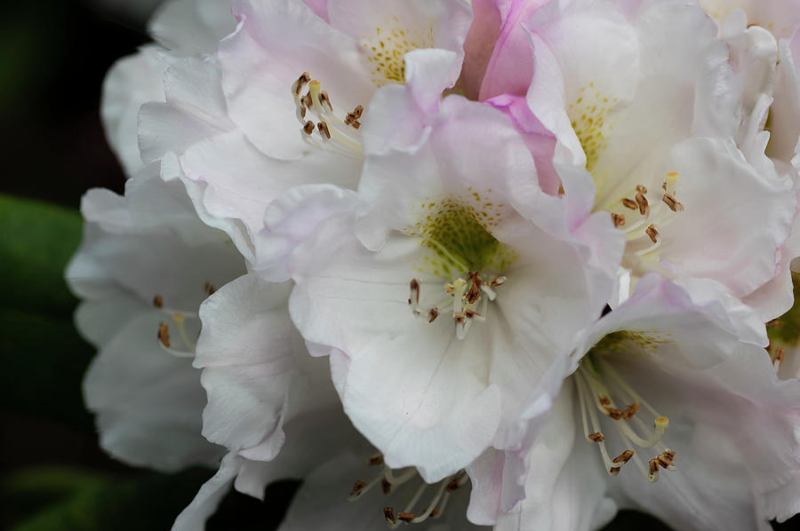 Springtime Bloom Photograph by Steven Clark