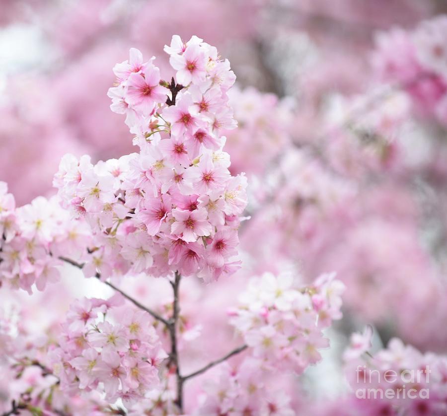 Springtime Blooms Photograph