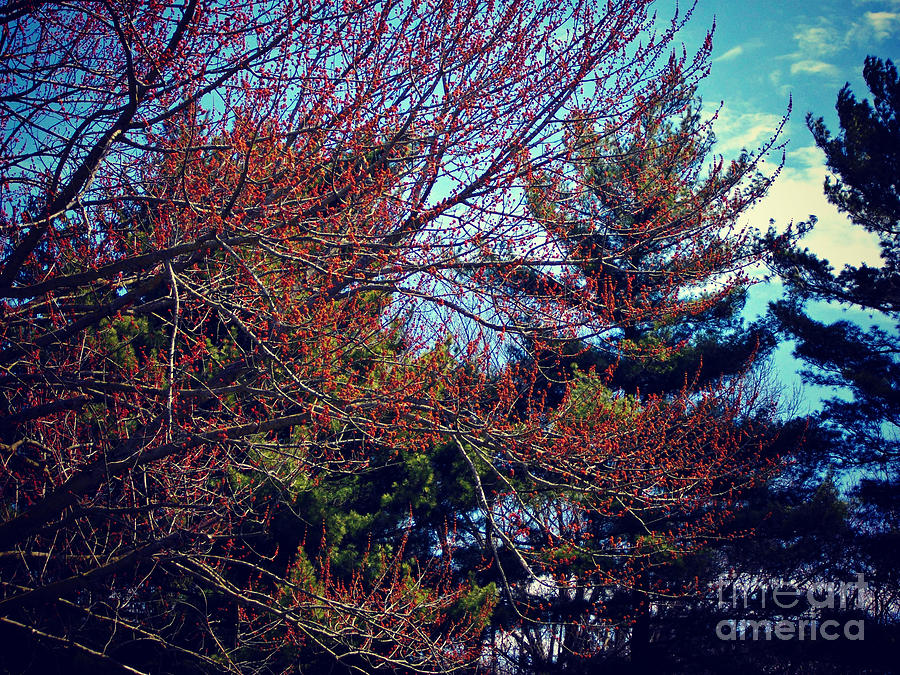 Spring Photograph - Springtime Budding in the Trees by Frank J Casella