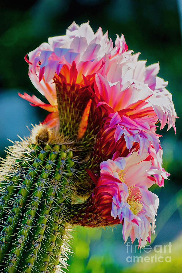 Springtime Cactus Photograph by Michael Cinnamond