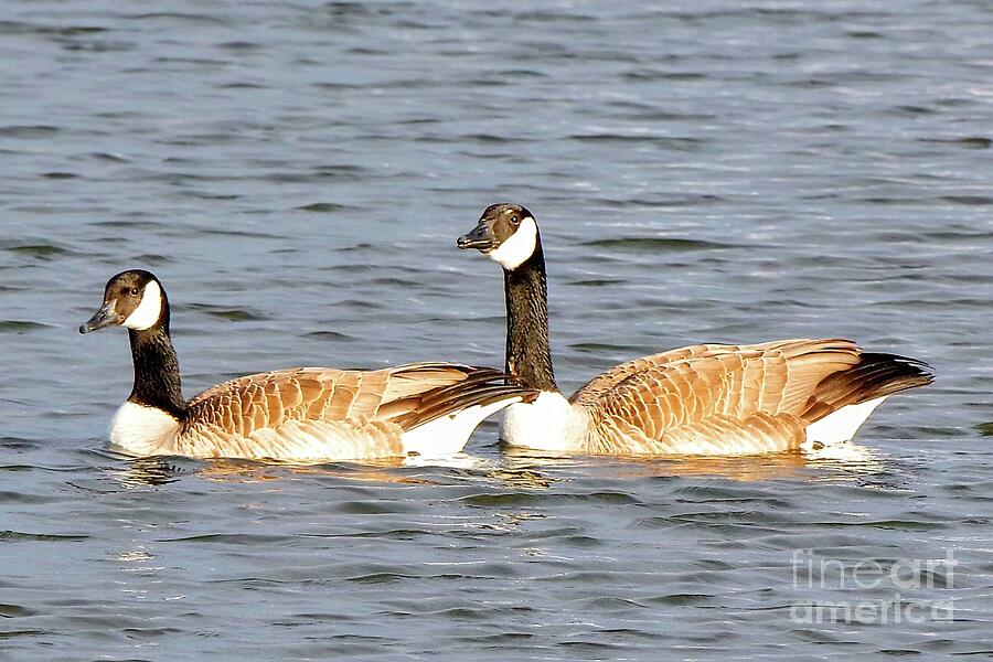Geese Photograph - Springtime Canada Geese in Iowa by Scott Mason Photography