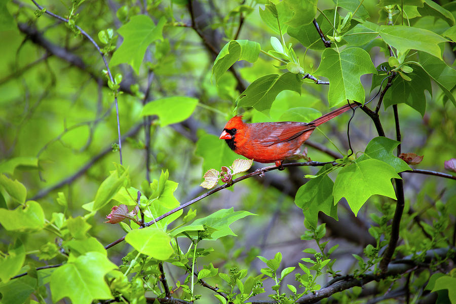 Springtime Cardinal Photograph by Karol Livote