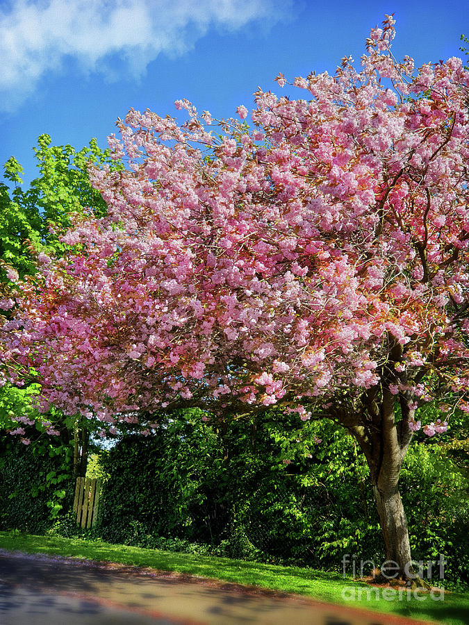 Springtime Cherry Blossom Photograph by Yvonne Johnstone