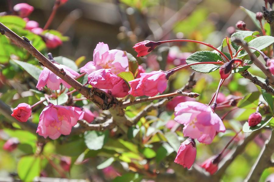 Flower Photograph - Springtime Cherry Blossoms by Rebecca Herranen