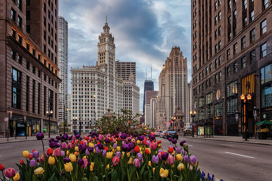 Springtime Chicago Photograph