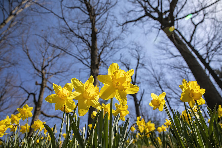 Springtime Daffodils Photograph by Ali Majdfar Springtime Daffodils Photograph by Ali Majdfar