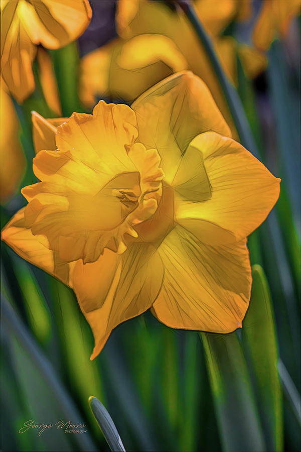 Springtime Daffodils Photograph by George Moore