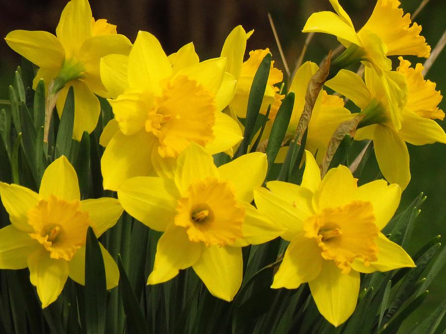 Springtime Daffodils  Photograph by Lori Frisch