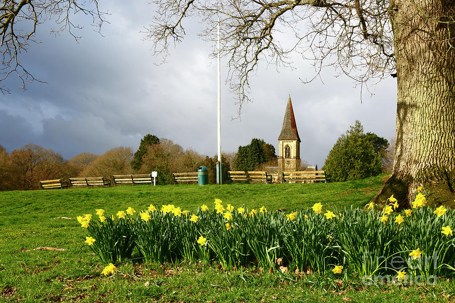 Springtime daffodils panorama Southborough Common Kent  Photograph by James Brunker