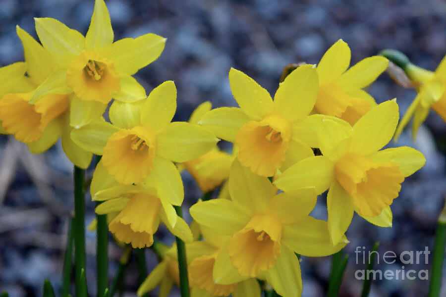 Springtime Daffodils Photograph by Yvonne Johnstone