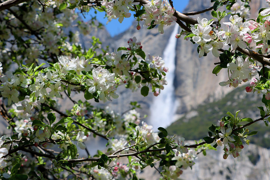 Springtime Dogwood Bloom Yosemite Photograph by Robert Blandy Jr