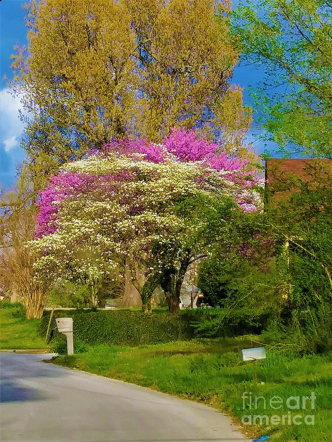 Springtime Drive Photograph