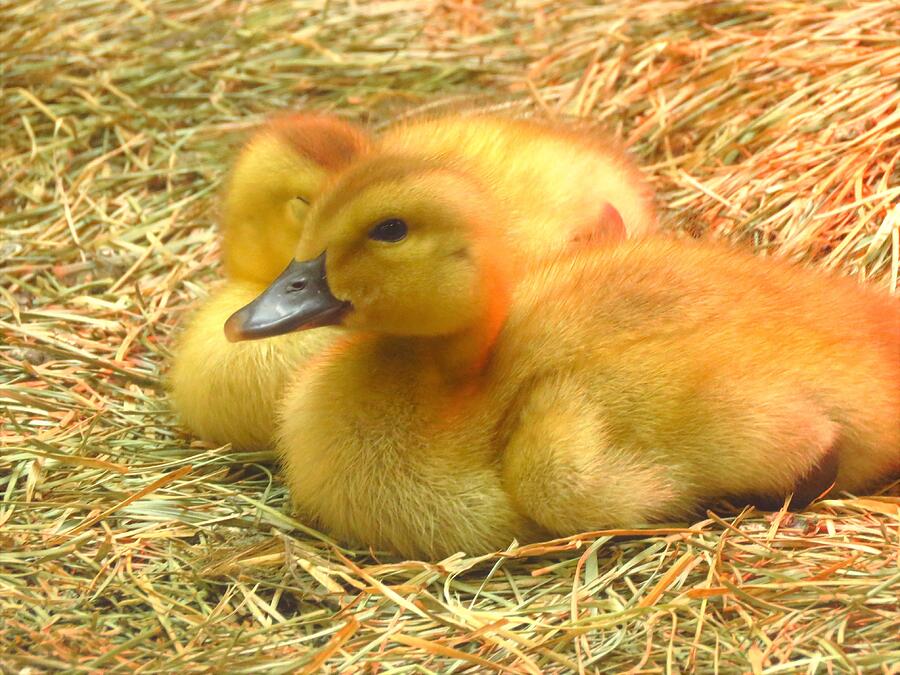 Springtime Ducklings  Photograph by Lori Frisch