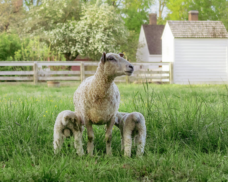 Springtime Ewe Feeds Her Lambs Photograph by Rachel Morrison