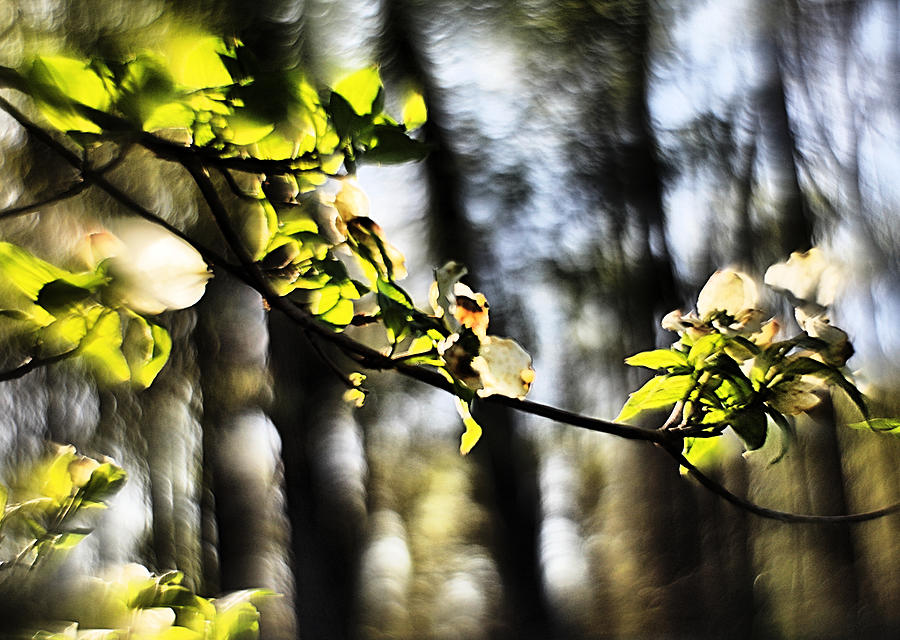 Dogwood Blossoms by a Forest - A Springtime Impression Photograph by Steve Ember