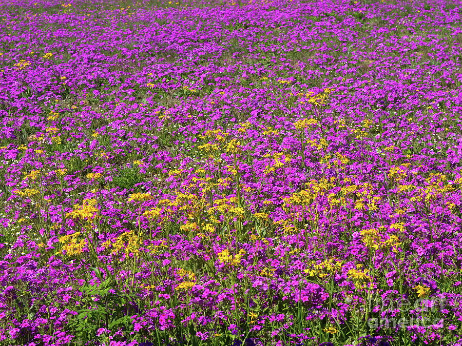Springtime Flowers Photograph