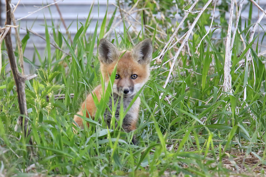 Springtime Fox Kit 5 Photograph by Brook Burling