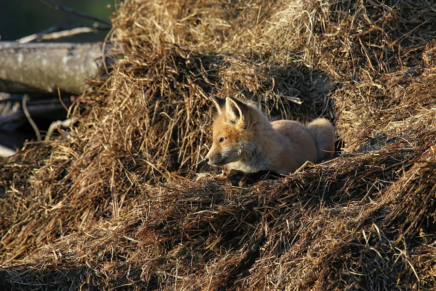 Springtime Fox Kit 6 Photograph by Brook Burling
