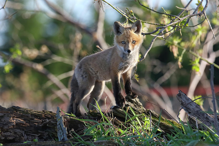 Springtime Fox Kit 7 Photograph by Brook Burling