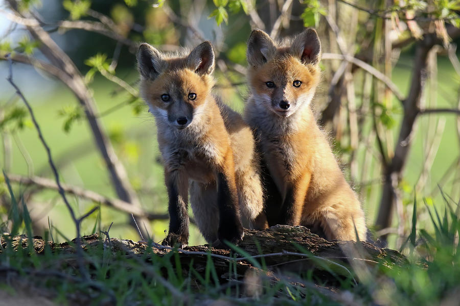 Springtime Fox Kit 9 Photograph by Brook Burling