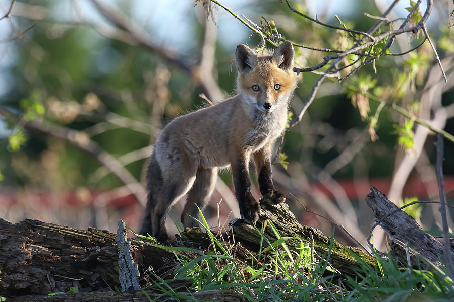 Springtime Fox Kit Photograph by Brook Burling