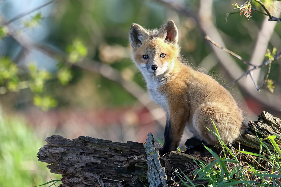 Springtime Fox Kit2 Photograph by Brook Burling