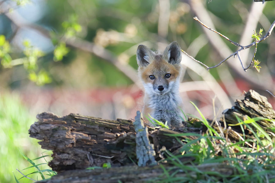 Springtime Fox Kits 3 Photograph by Brook Burling