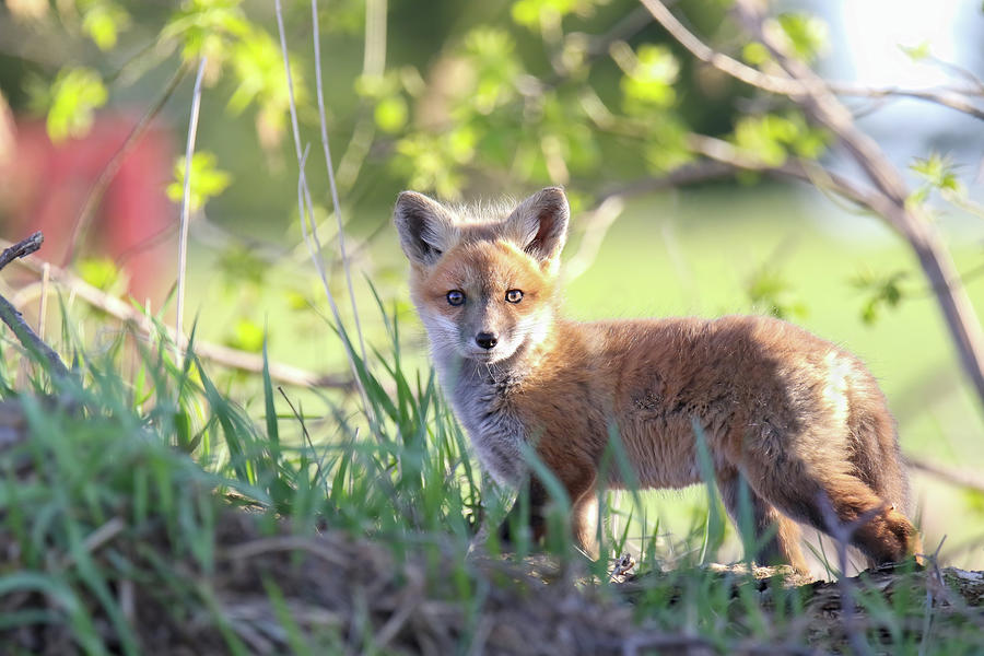 Springtime Fox Kits 4 Photograph by Brook Burling