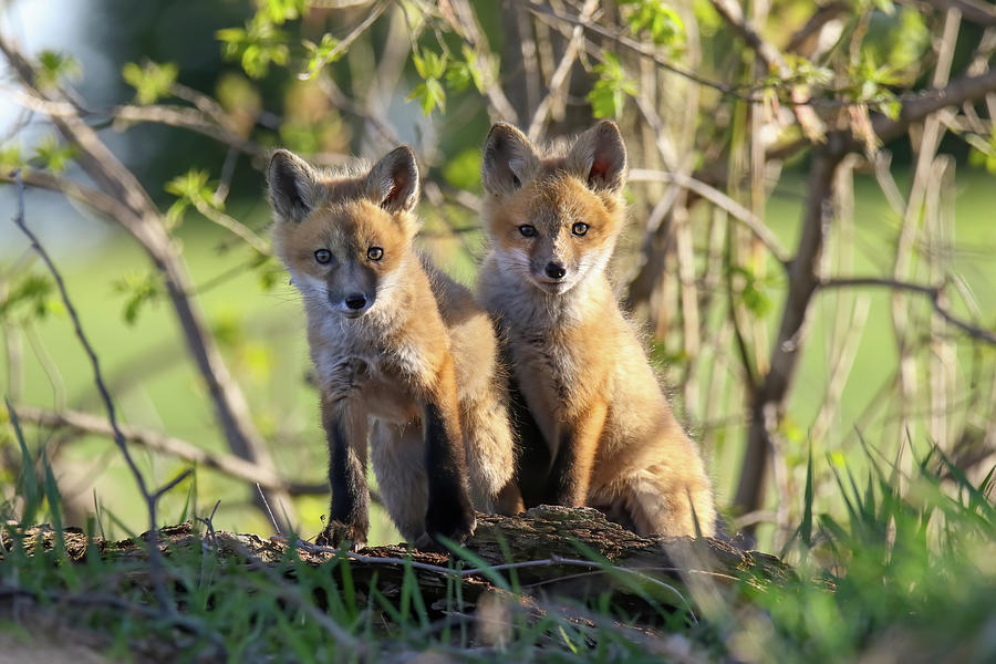 Springtime Fox Kits Photograph by Brook Burling