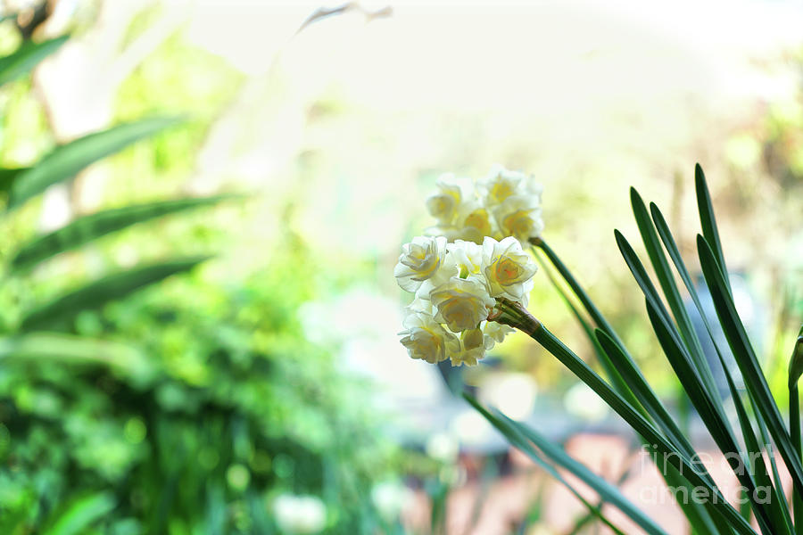 Springtime garden background with jonquil flowers. Photograph by Milleflore Images