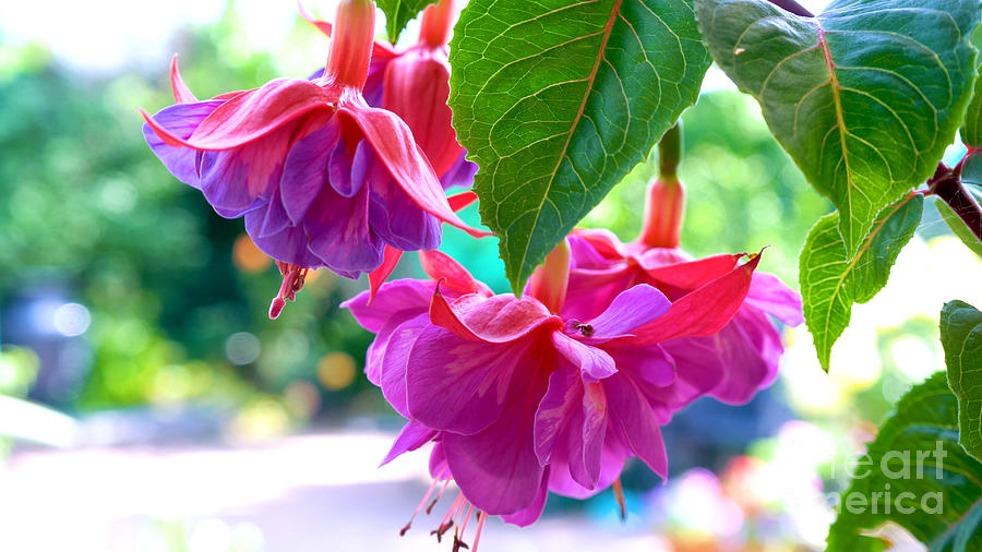 Springtime garden with large hybrid pink and purple fuchsia flowers. Photograph by Milleflore Images