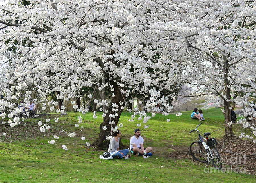 Springtime Getaway - Central Park New York Photograph by Miriam Danar