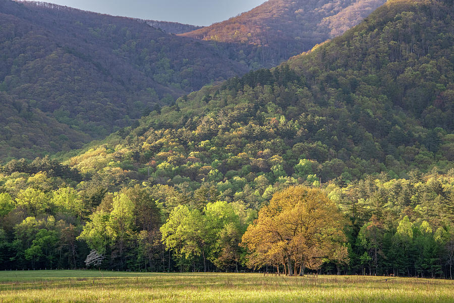 Springtime Gold in Cades Cove Photograph by Marcy Wielfaert