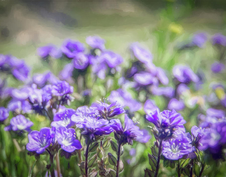 Purple Wildflowers Saturated with Color Photograph by Lindsay Thomson