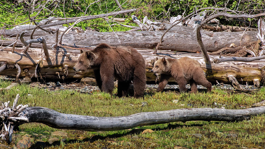 Springtime Grizzly Bears Photograph by Jordan Blackstone