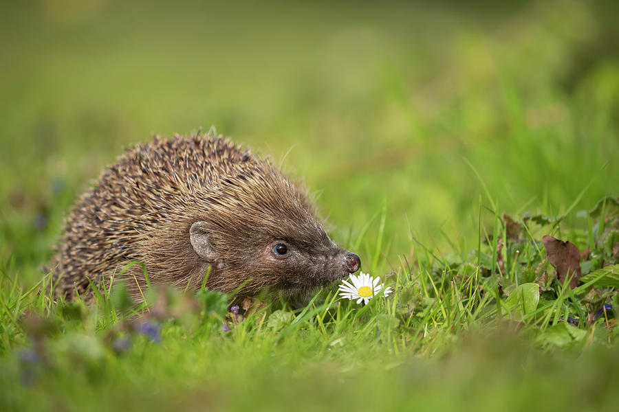 Springtime hedgehog Photograph by Kevin Sawford | Fine Art America