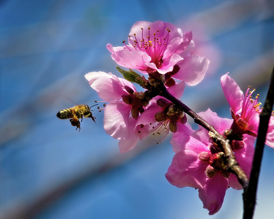 Springtime Honey Bee Photograph