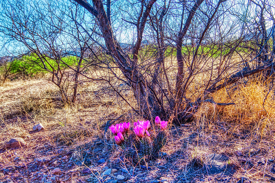 Springtime in Arizona Photograph by Tatiana Travelways