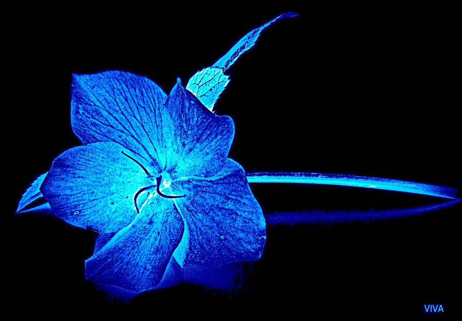 Springtime in  Blue Photograph by VIVA Anderson