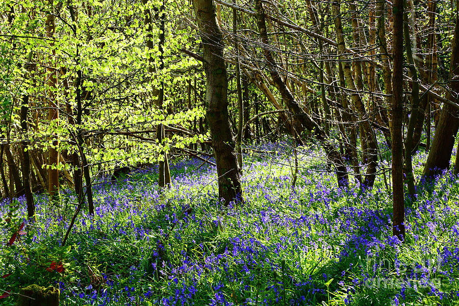 Springtime in bluebell woods England Photograph by James Brunker