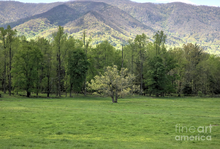 Springtime in Cades Cove, Great Smoky Mountains National Park Photograph by Felix Lai
